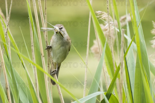 Reed warbler (Acrocephalus scirpaceus) with captured dragonfly in its beak