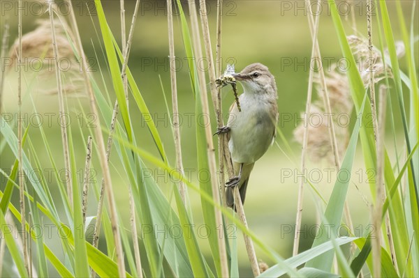 Reed warbler (Acrocephalus scirpaceus) with captured dragonfly in its beak