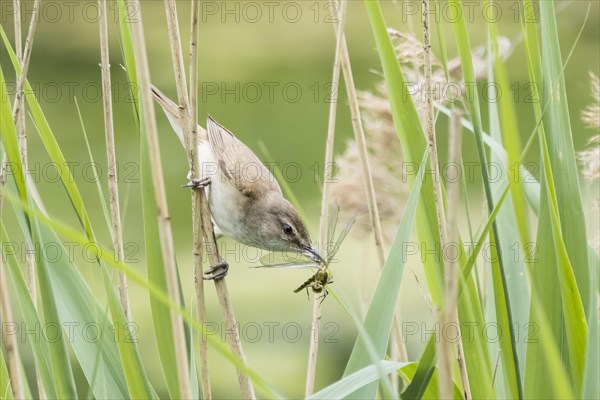 Reed warbler (Acrocephalus scirpaceus) with captured dragonfly in its beak