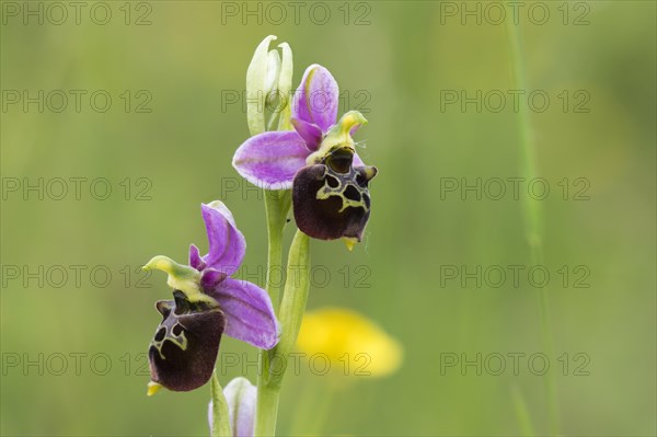 Flowers of the Late spider-orchid (Ophrys fuciflora)