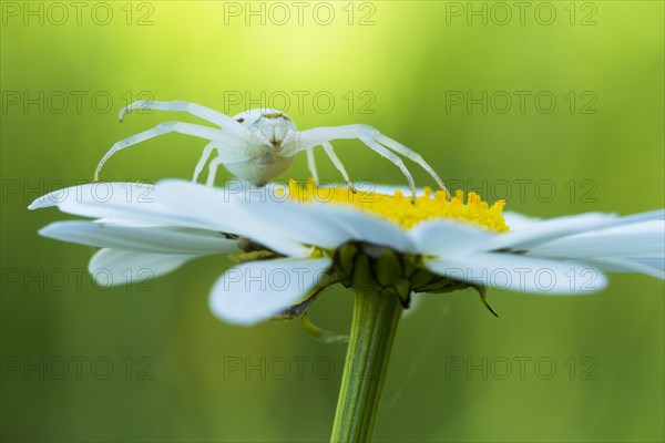 Goldenrod crab spider (Misumena vatia) in lurking position on daisy flower