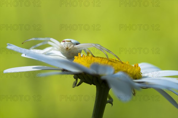 Goldenrod crab spider (Misumena vatia) in lurking position on daisy flower