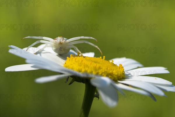 Goldenrod crab spider (Misumena vatia) in lurking position on daisy flower