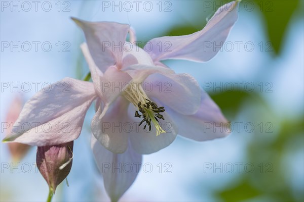 Common European columbine (Aquilegia vulgaris)