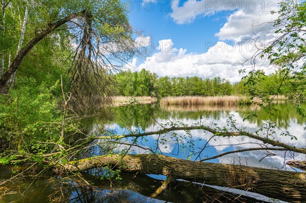 Deetz ponds