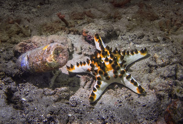 Knotted roller starfish (Protoreaster nodosus)