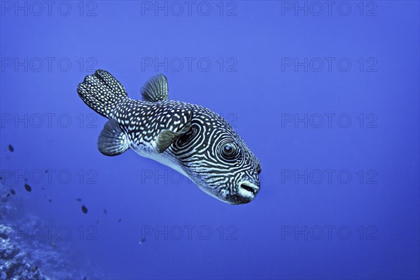 Reticulated Pufferfish (Arothron reticularis) Wakatobi Dive Resort