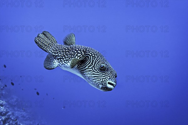 Reticulated Pufferfish (Arothron reticularis) Wakatobi Dive Resort