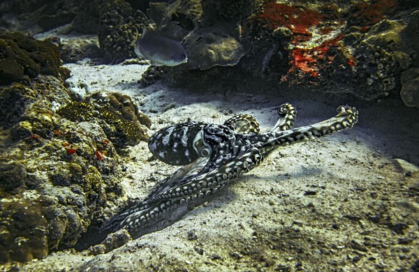 Common octopus (Octopus vulgaris) or Common Octopus