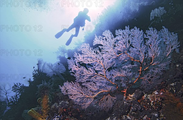 Knotted fan coral (Melithaea ochracea) with diver