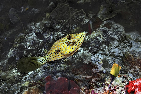 Filefish (Eubalichthys mosaicus)