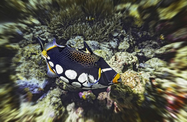 Leopard triggerfish (Balistoides conspicillum) with cleaner wrasse and cleaner shrimp