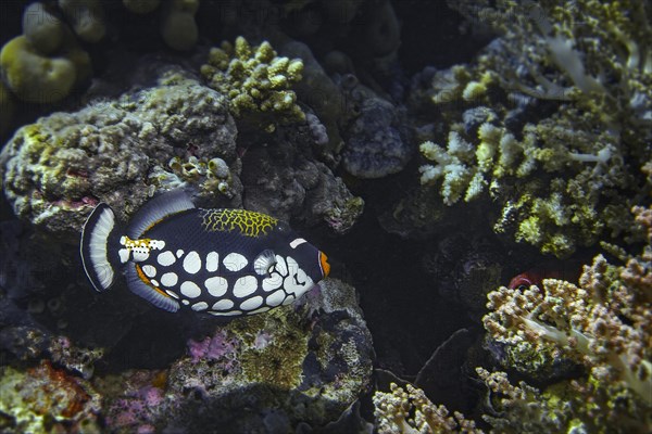 Leopard pusher (Balistoides conspicillum)