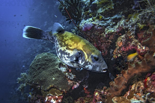 Spotted pufferfish (Arothrom caeruleopunctatus)
