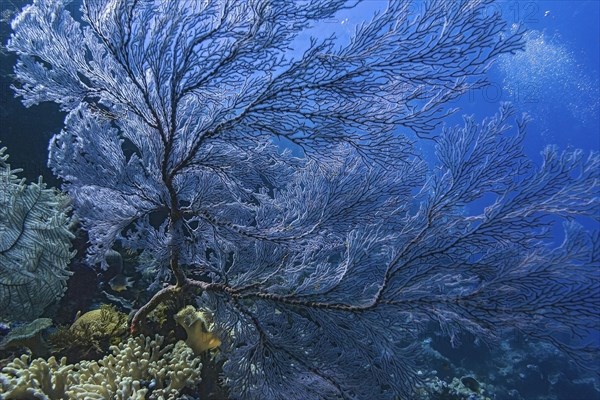 Knotted fan coral (Melithaea ochracea) with diver