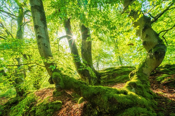 Sunny beech forest in spring