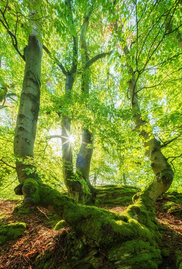 Sunny beech forest in spring