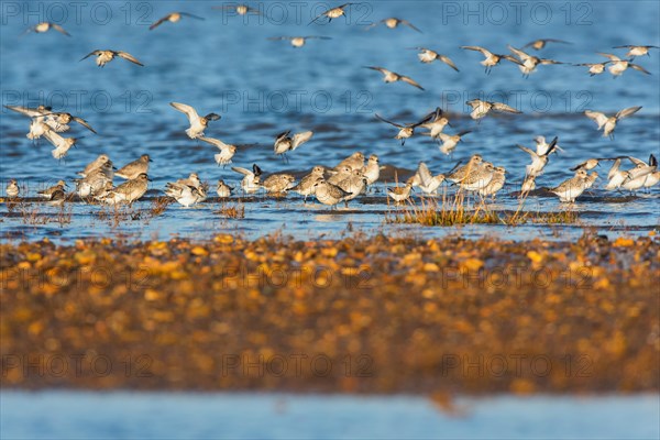 Grey Plovers and Dunlins in environment