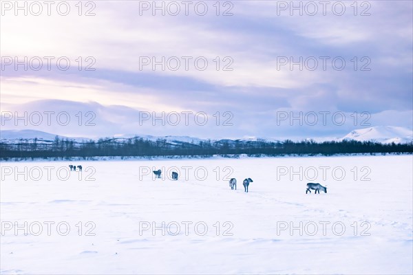 Reindeer on frozen lake