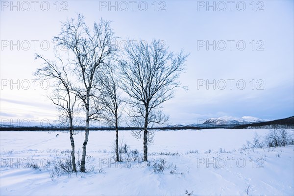 Winter landscape