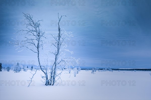 Winter landscape