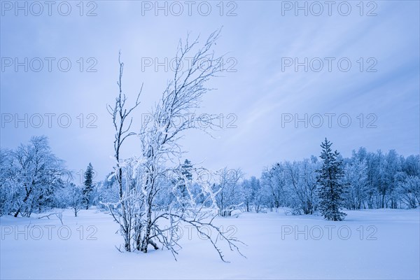 Winter landscape