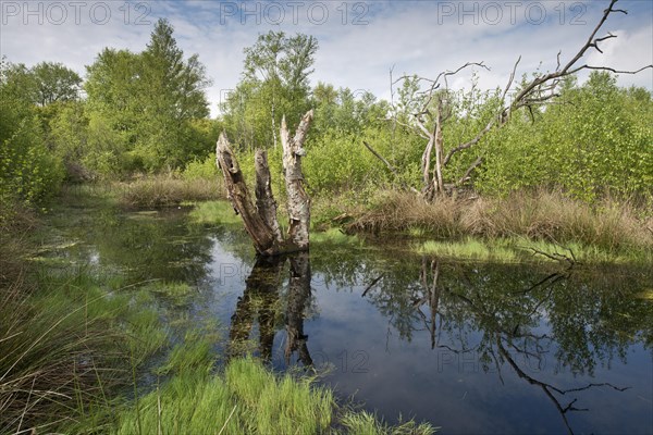 Rewetted bog