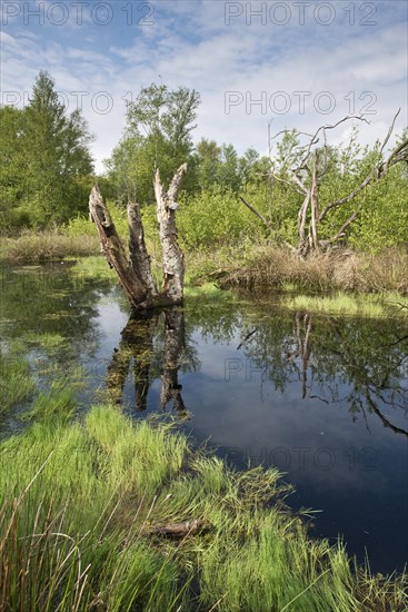 Rewetted bog