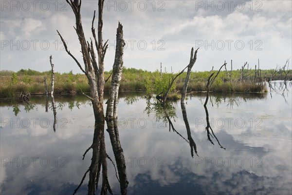 Rewetted bog