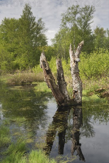 Rewetted bog