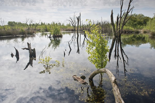 Rewetted bog