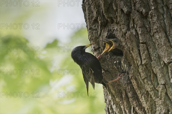 Starling (Sturnus vulgaris)