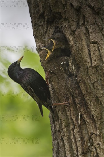 Starling (Sturnus vulgaris)