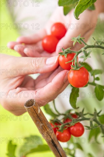 Woman picking ripe cherry tomatoes on the vine in the garden