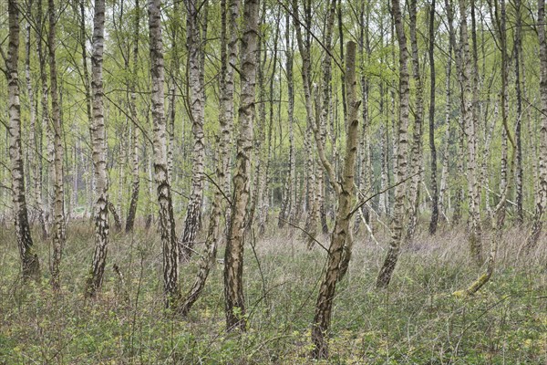 Birch grove (Betula pendula)