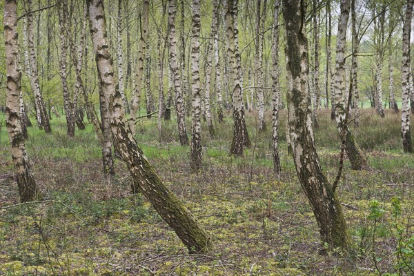 Birch grove (Betula pendula)