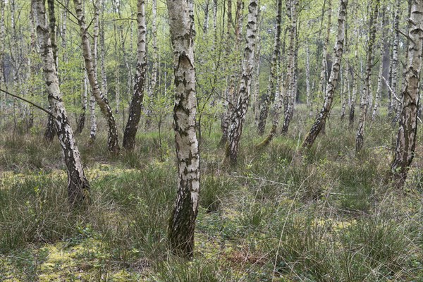 Birch grove (Betula pendula)