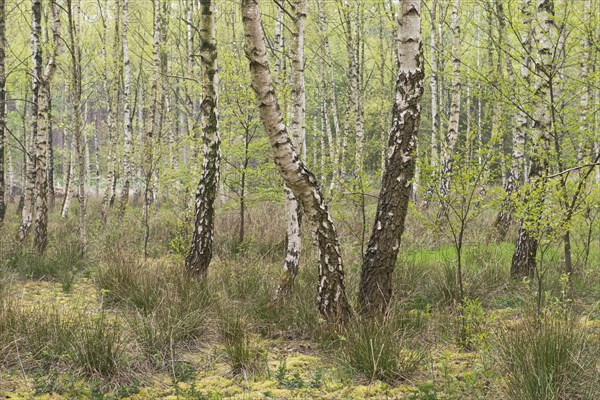 Birch grove (Betula pendula)