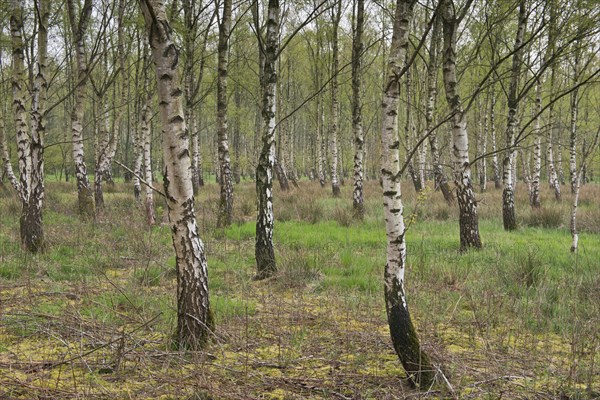 Birch grove (Betula pendula)