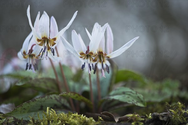 Dog's tooth violet (Erythronium dens-canis)