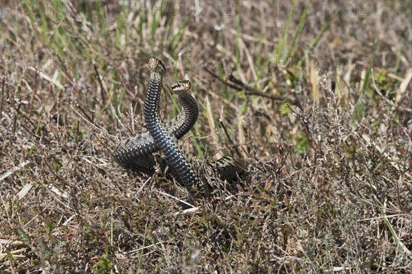 Common European vipers (Vipera berus)