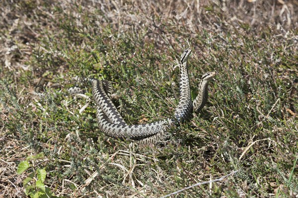 Common European vipers (Vipera berus)