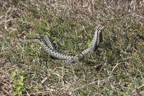 Common European vipers (Vipera berus)