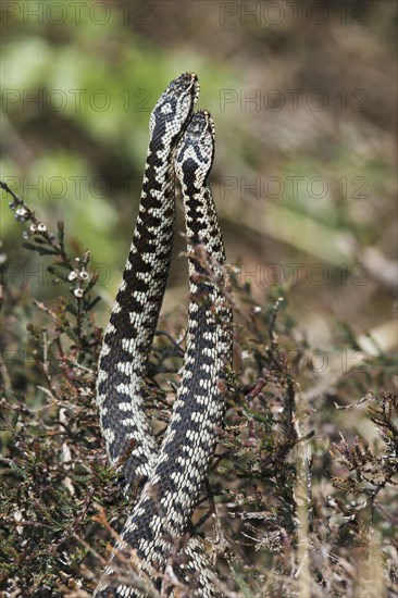 Common European vipers (Vipera berus)