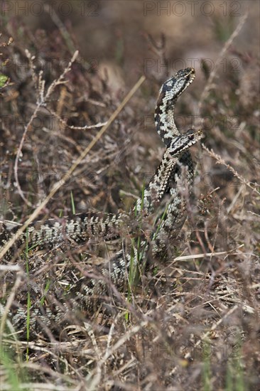 Common European vipers (Vipera berus)