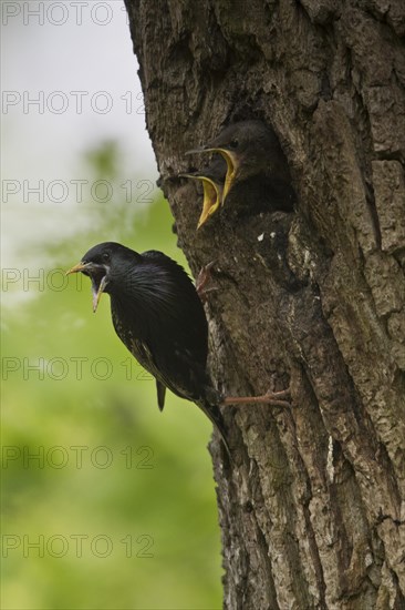 Starling (Sturnus vulgaris)