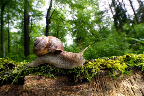 Burgundy snail (Helix pomatia)