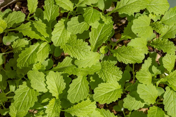 Young plants of Black Mustard (Brassica nigra)