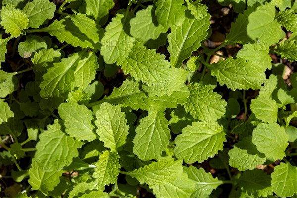 Young plants of Black Mustard (Brassica nigra)