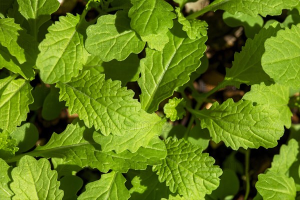 Young plants of Black Mustard (Brassica nigra)